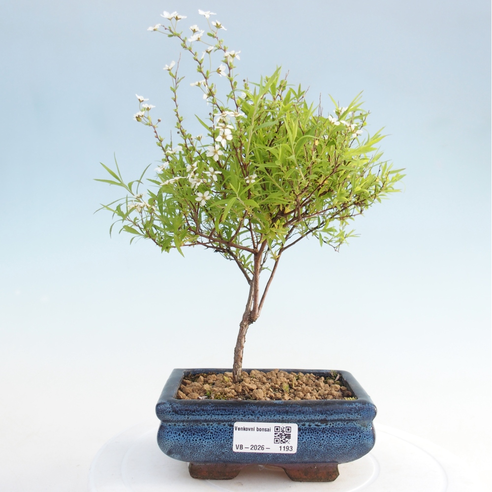 Bonsai voor buiten - kleinbladige plataan - Spirea japonica