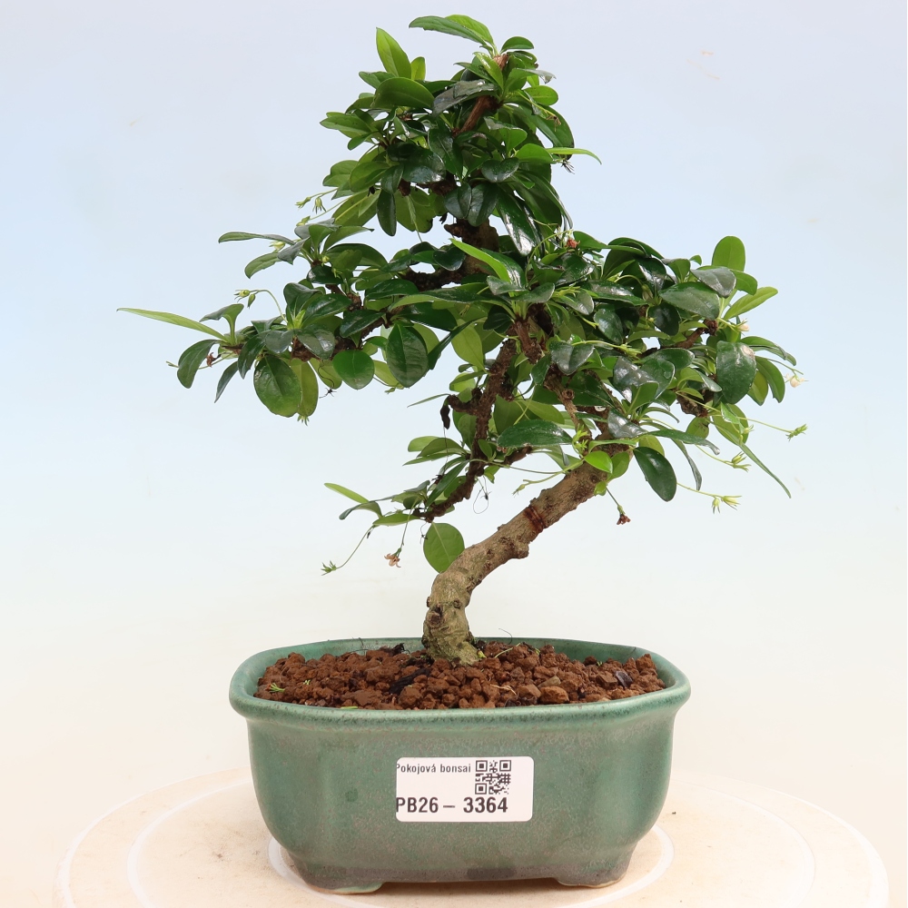 Kamerbonsai - Carmona macrophylla - Thee fuki