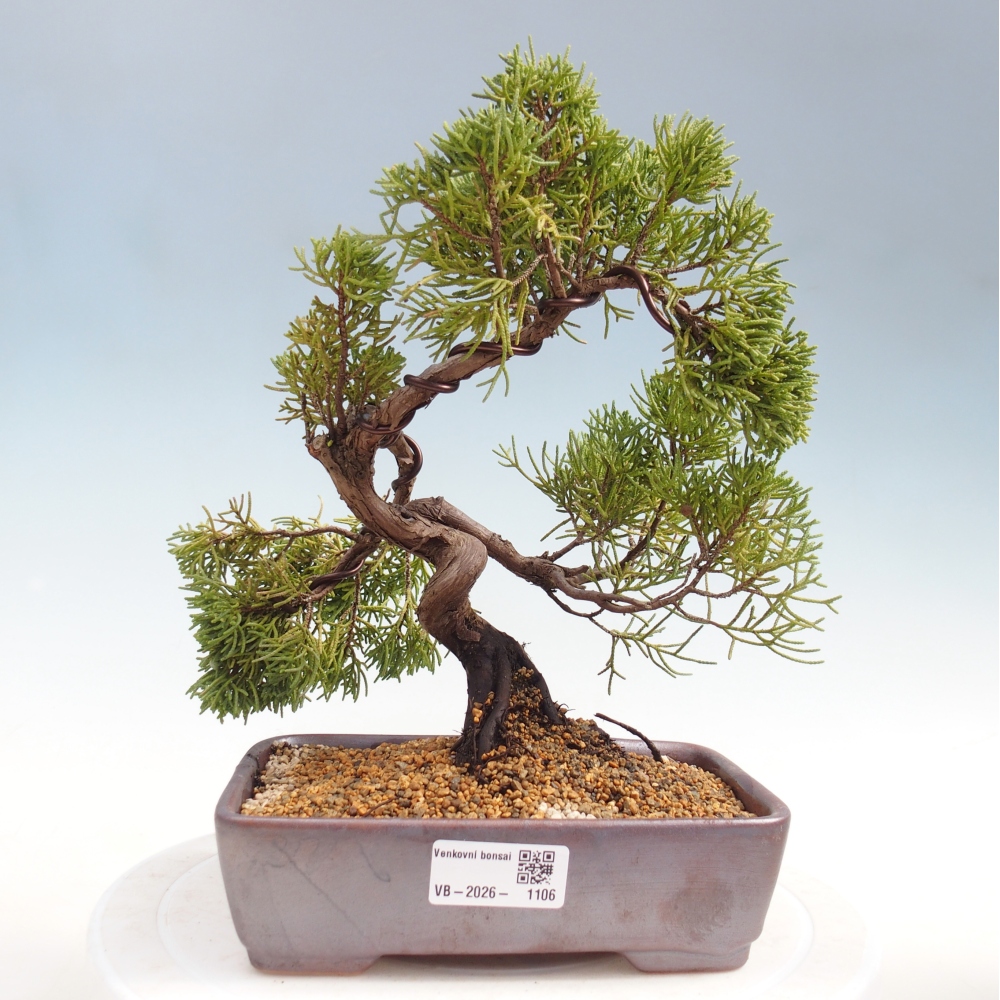 Bonsai voor buiten - Juniperus chinensis Kishu