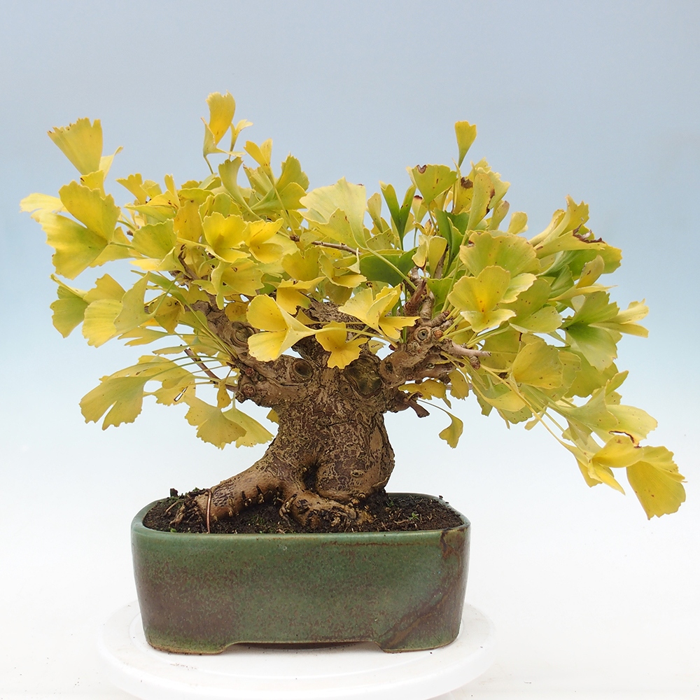 Bonsai voor buiten - Ginkgo biloba
