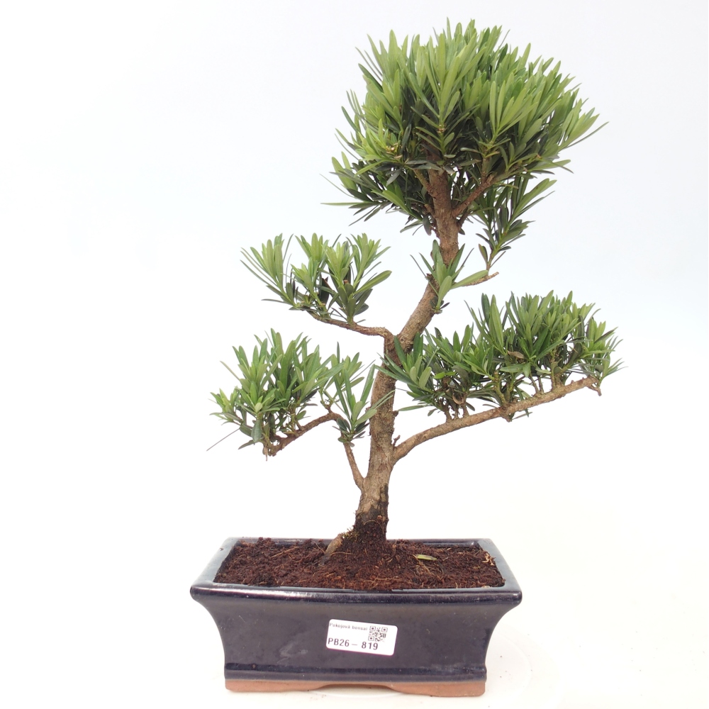 Kamerbonsai - Podocarpus - Taxus