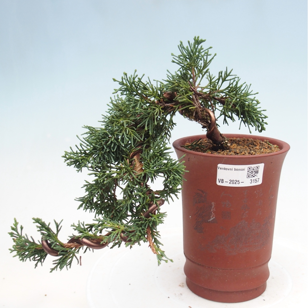 Bonsai voor buiten - Juniperus chinensis Kishu