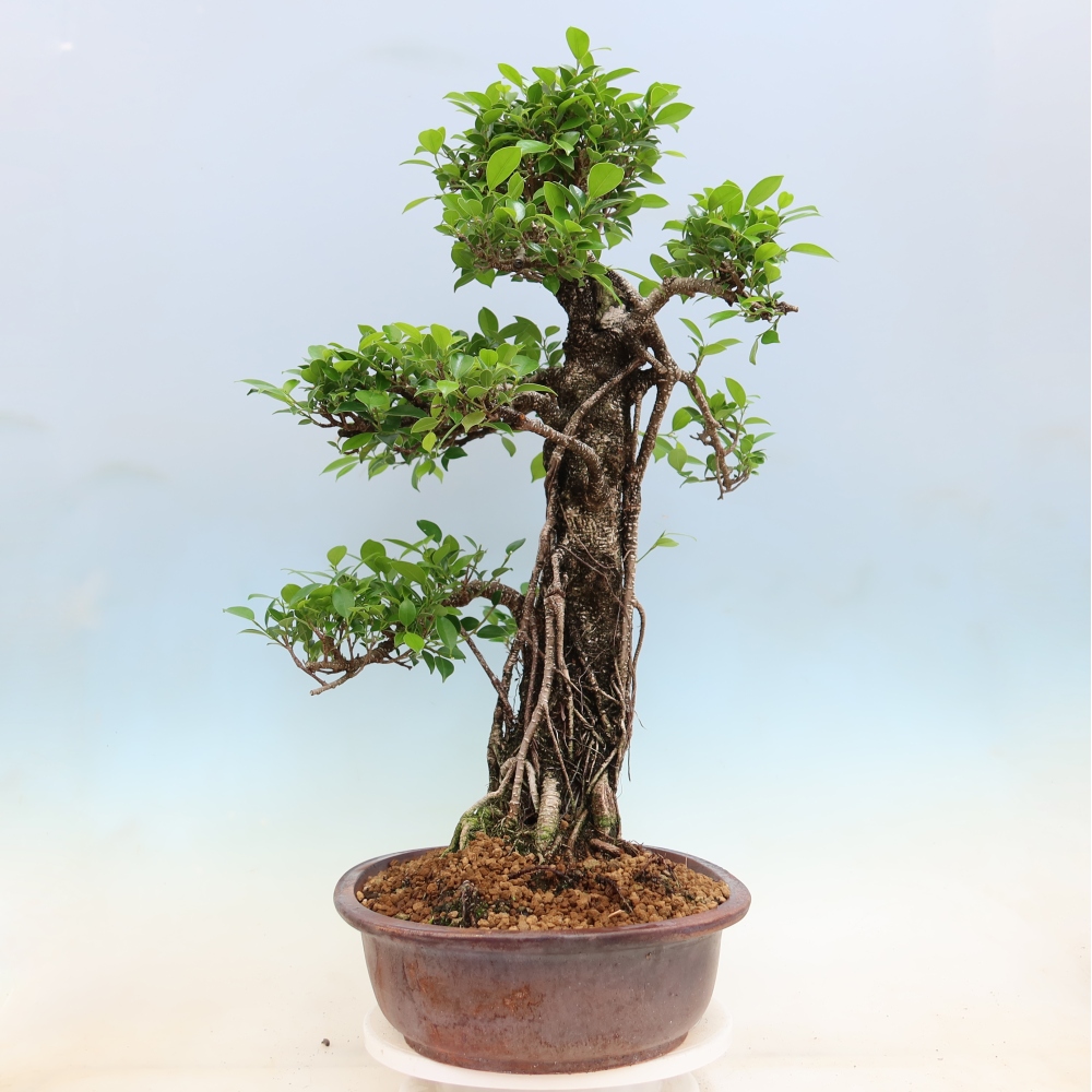 Kamerbonsai - Ficus kimmen - kleinbladige ficus