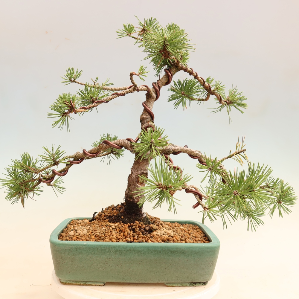 Bonsai voor buiten - Pinus mugo Humpy  - Bergden