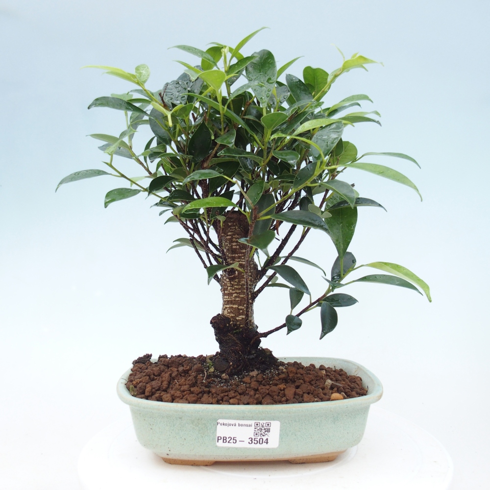 Kamerbonsai - Ficus retusa - kleinbladige ficus