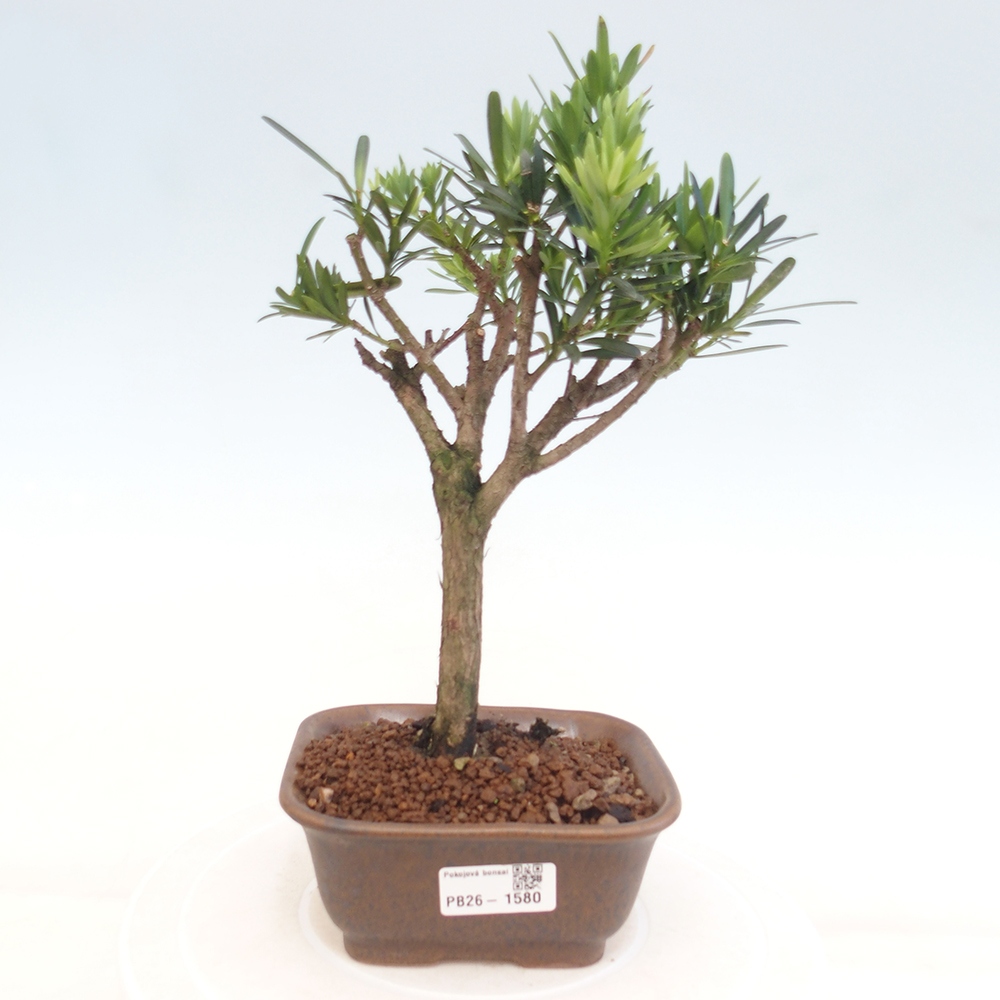Kamerbonsai - Podocarpus - Taxus