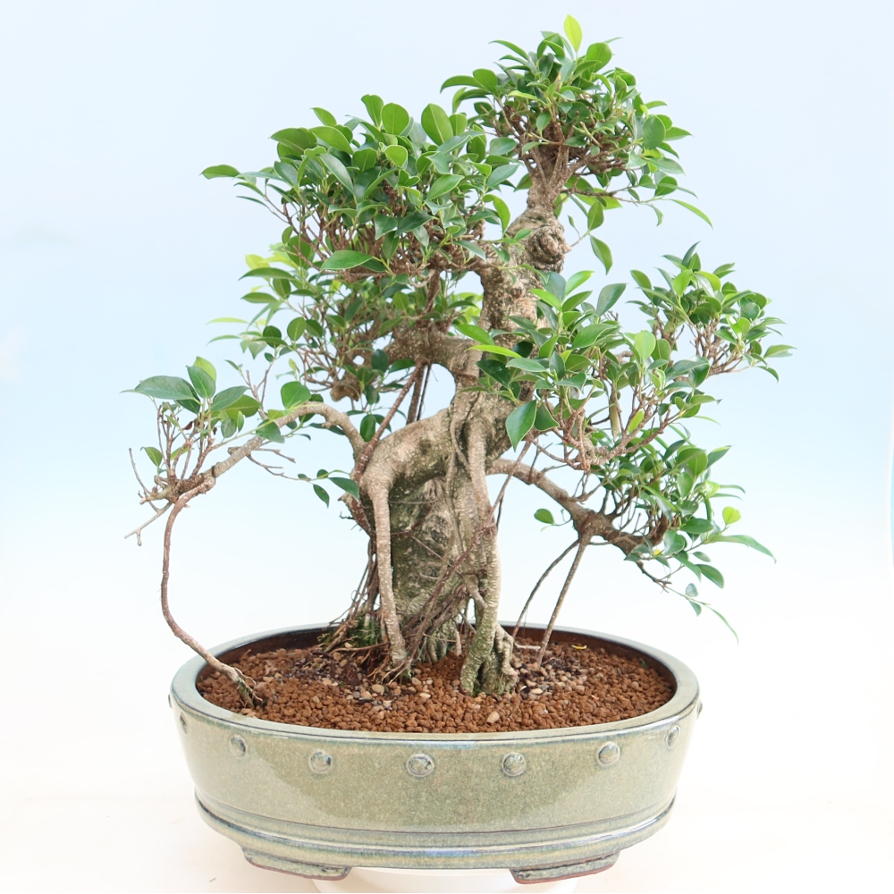 Kamerbonsai - Ficus kimmen - kleinbladige ficus