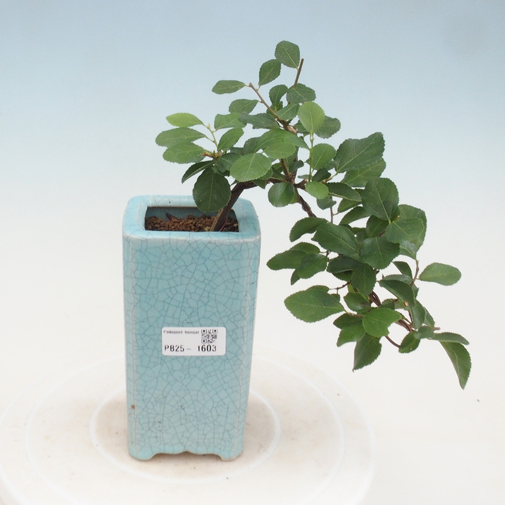 Bonsai - Grewia occidentalis - Lavendel zeester