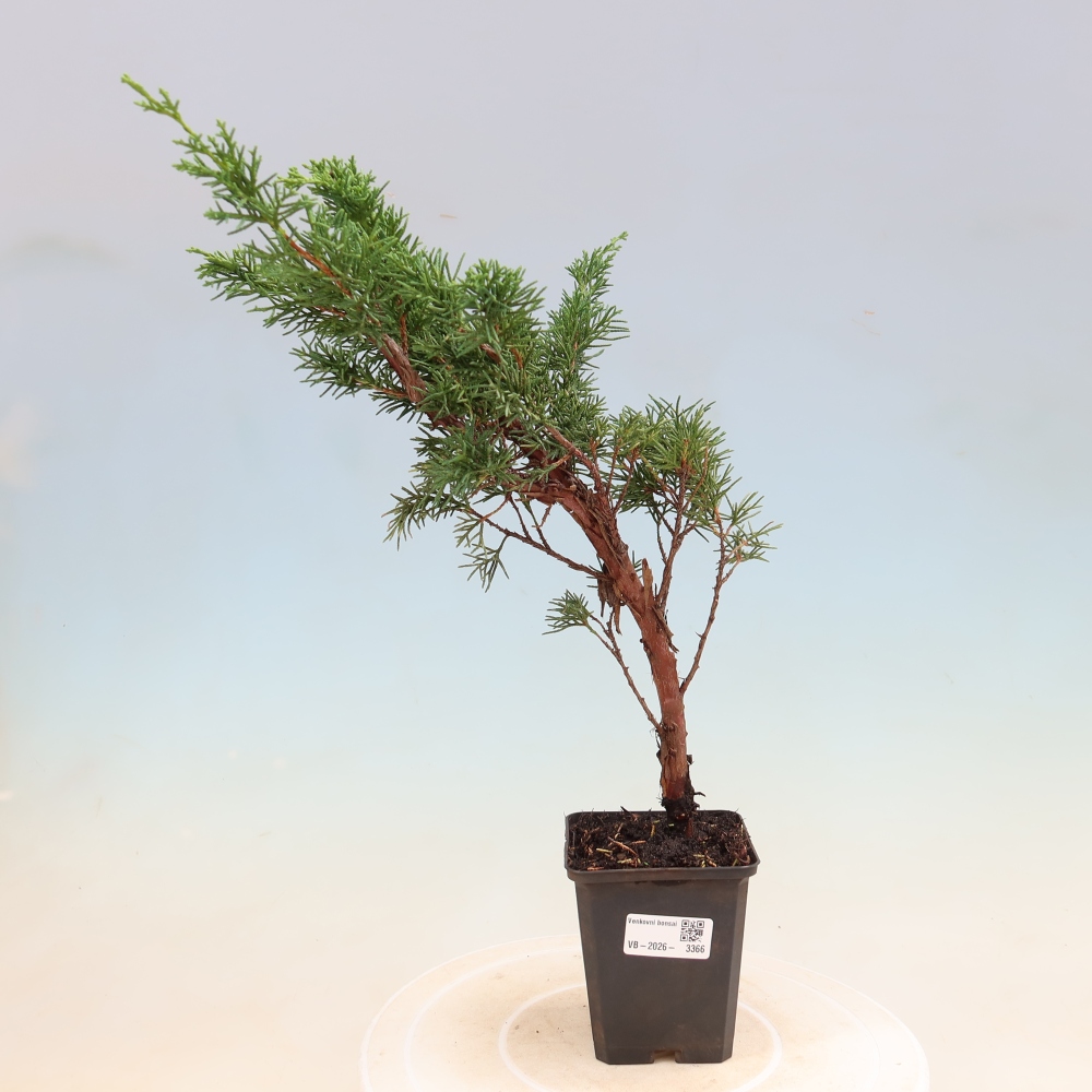 Bonsai voor buiten - Juniperus chinensis Kishu