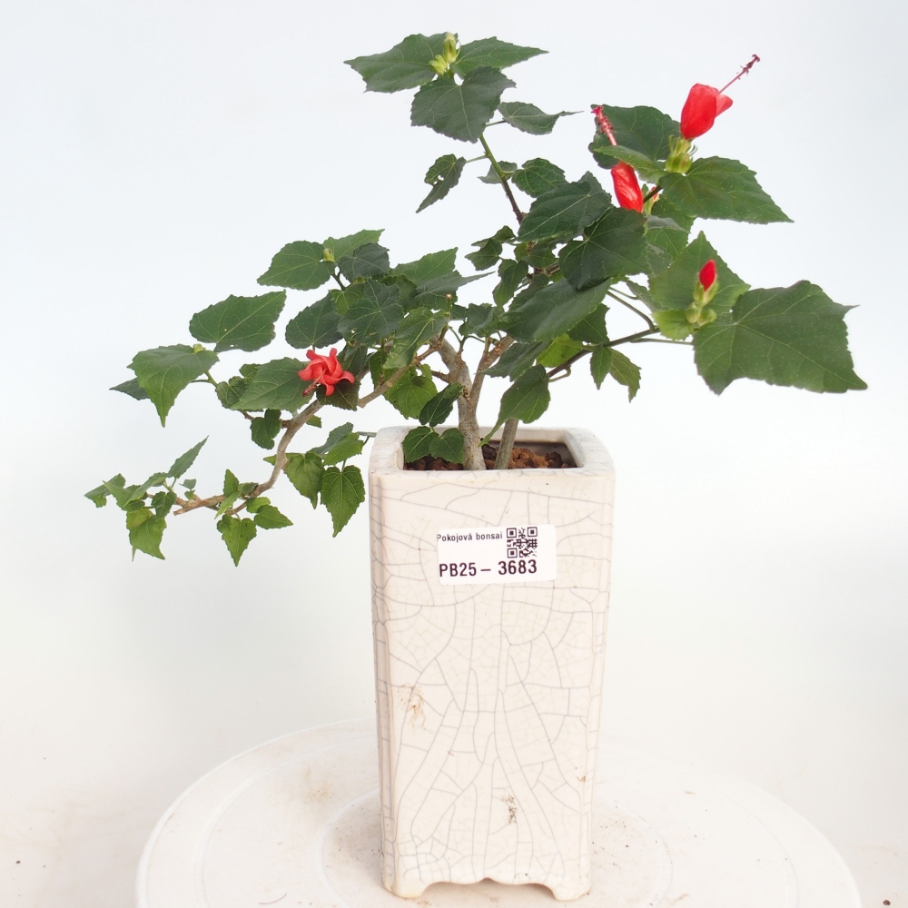 Bonsai voor binnen - Malvaviscus arboreus