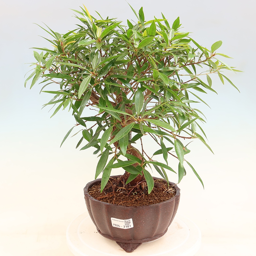 Kamerbonsai - Ficus nerifolia - kleinbladige ficus