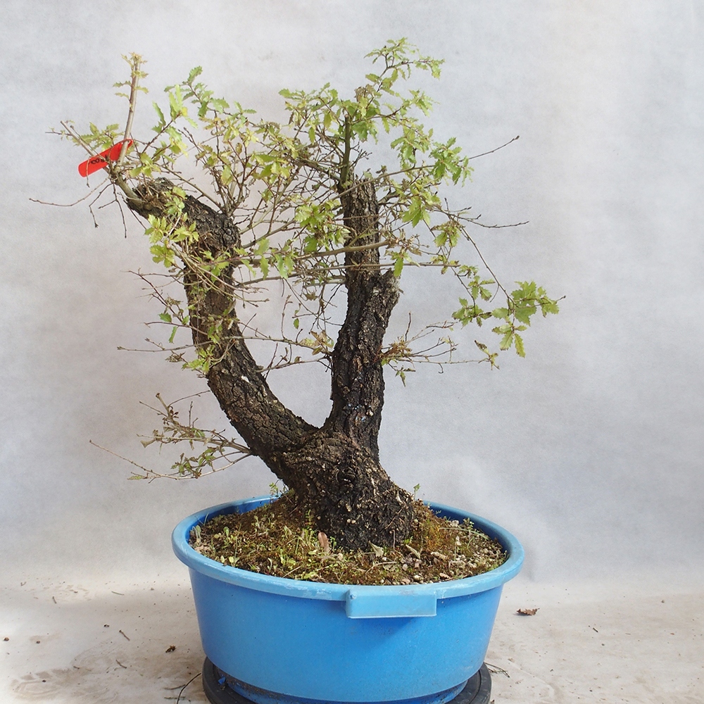 Buiten bonsai Quercus Cerris - Eik Cer