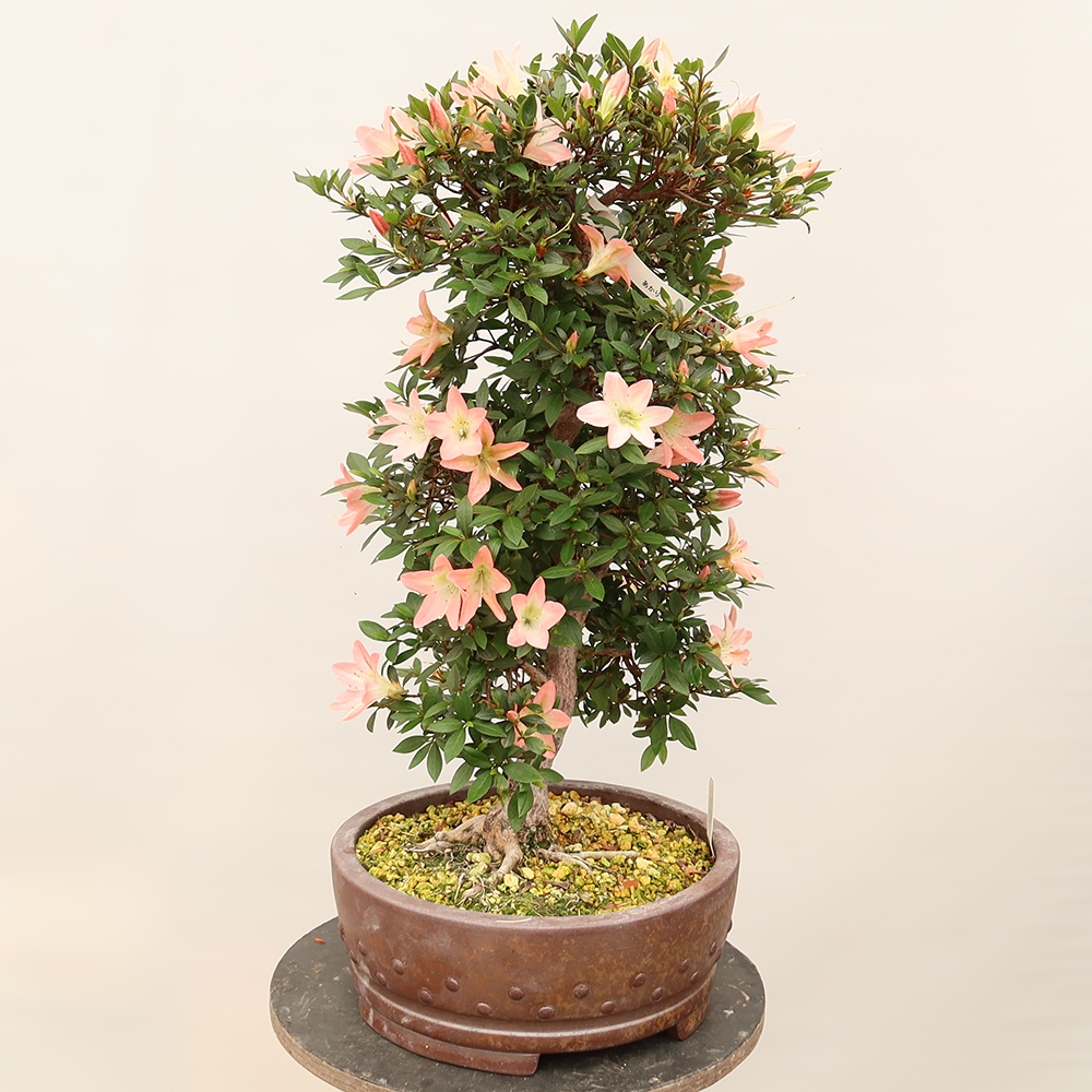 Bonsai voor buiten - Japanse azalea - Azalea CHIHIRO