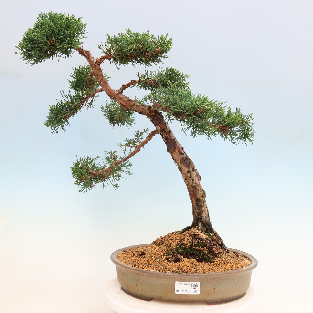 Bonsai voor buiten - Juniperus chinensis Kishu