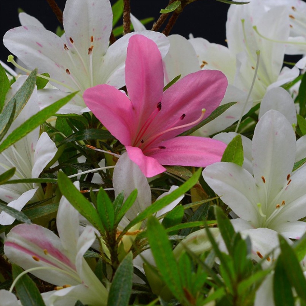 Bonsai voor buiten - Japanse Azalea - Azalea Hakurin