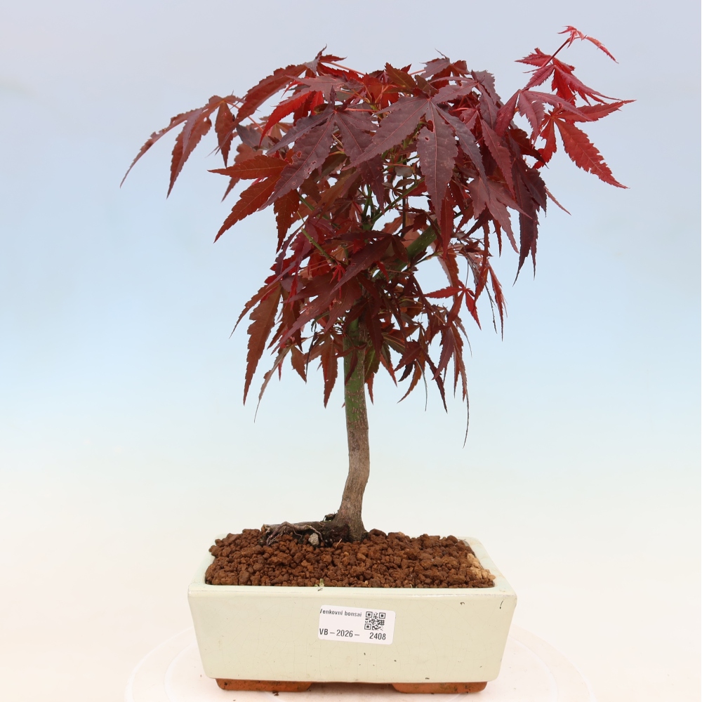 Bonsai voor buiten - Acer palm. Atropurpureum-Javorpalm