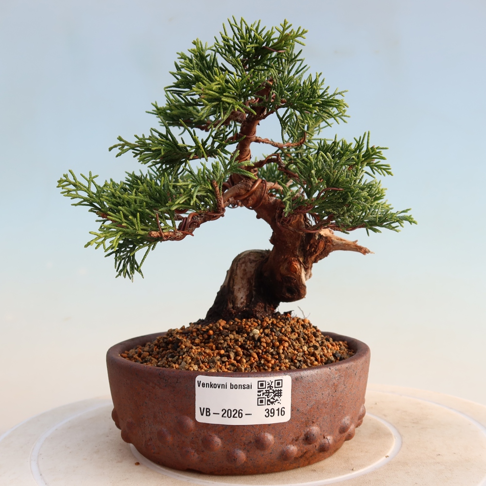 Bonsai voor buiten - Juniperus chinensis Itoigawa