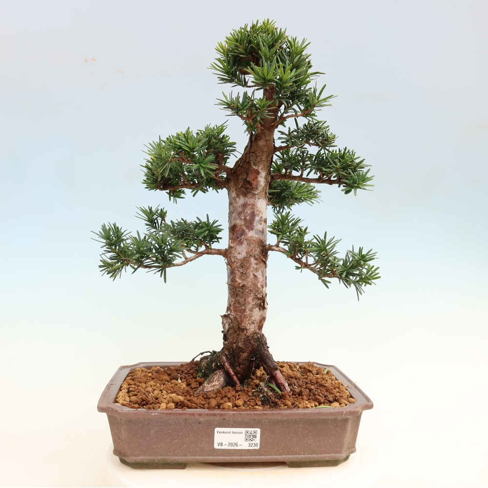 Bonsai voor buiten - Taxus cuspidata - Japanse Taxus