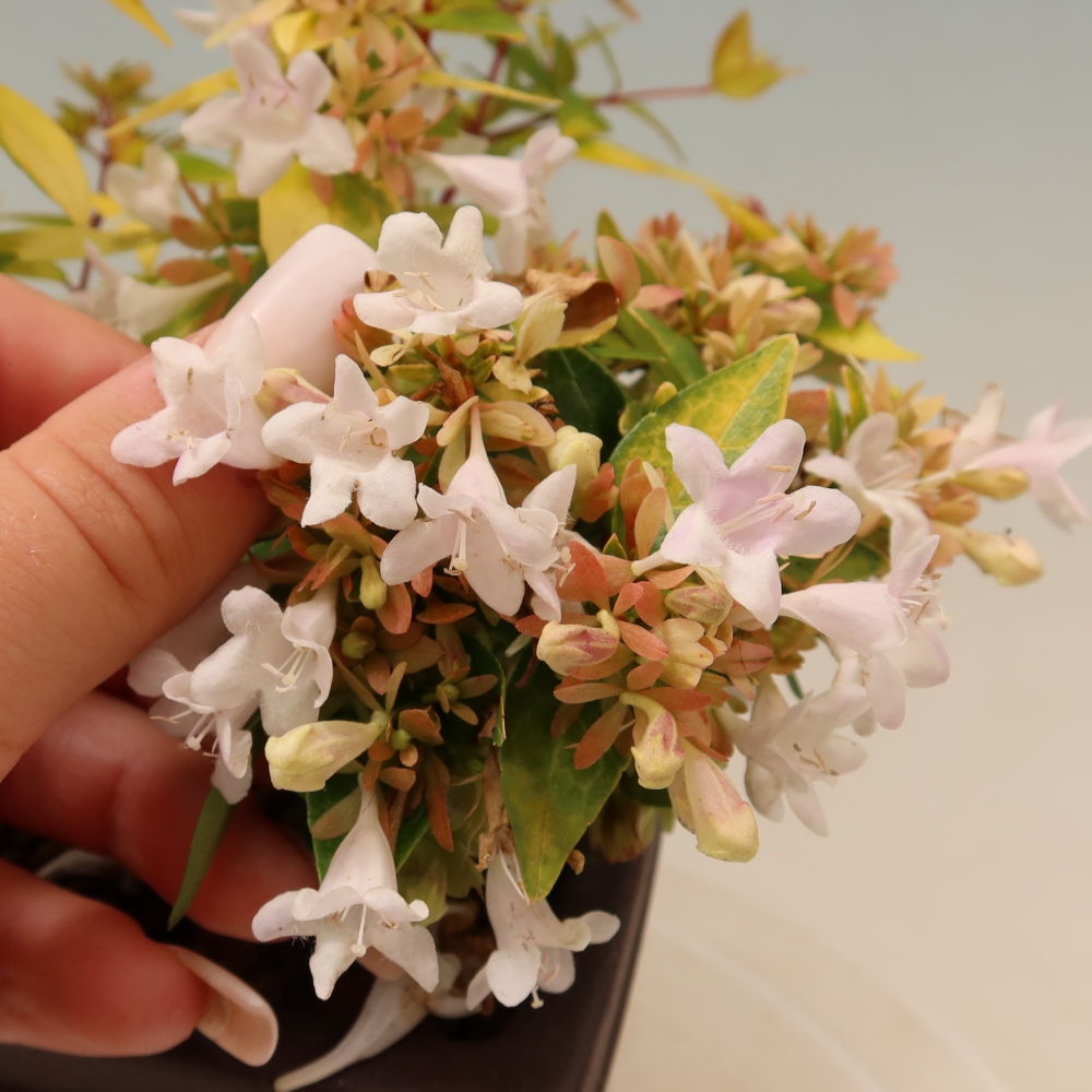 Buitenbonsai - Abelia gr. Kleidoscope - Grootbloemige abelia
