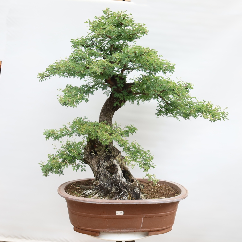 Kamerbonsai - Arabische acacia's