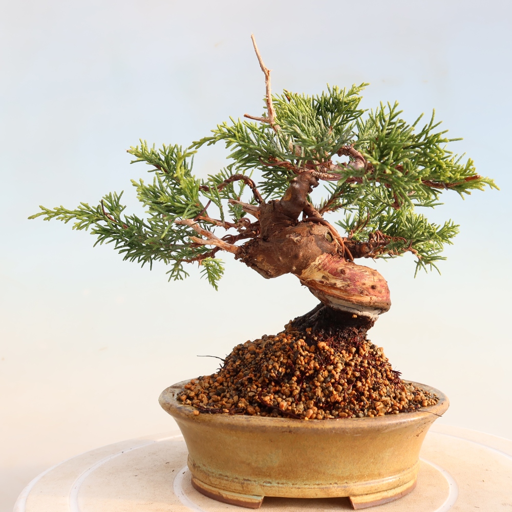Bonsai voor buiten - Juniperus chinensis Itoigawa