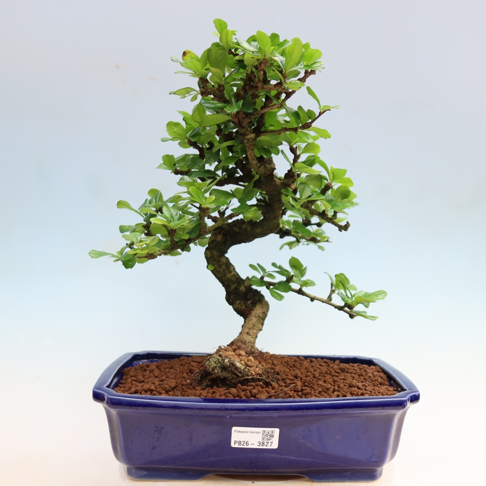 Kamerbonsai - Carmona macrophylla - Thee fuki