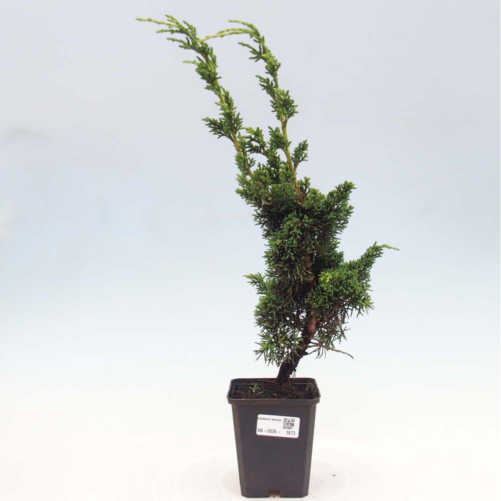 Bonsai voor buiten - Juniperus chinensis Kishu