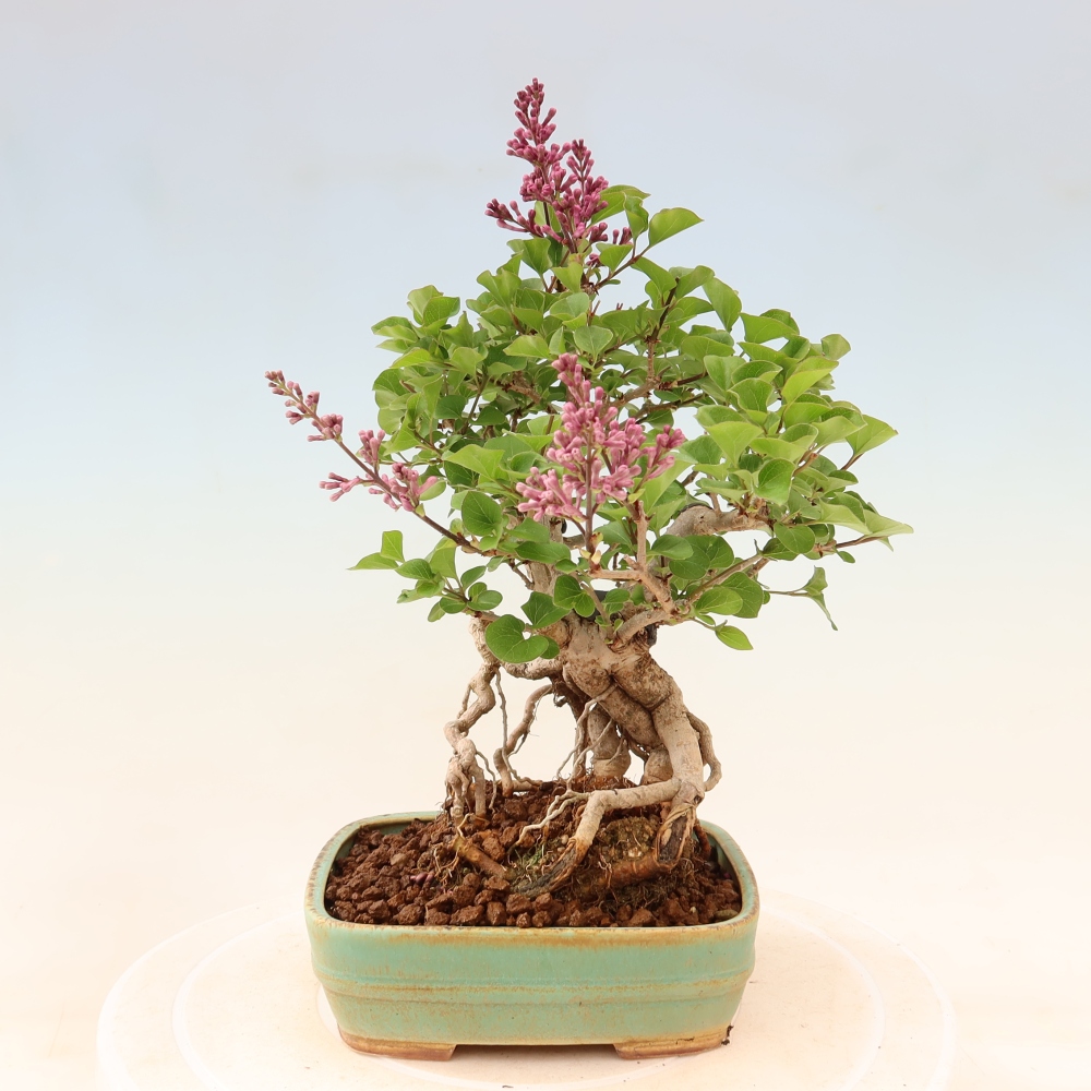 Bonsai voor buiten - Syringa microphylla - kleinbloemige sering