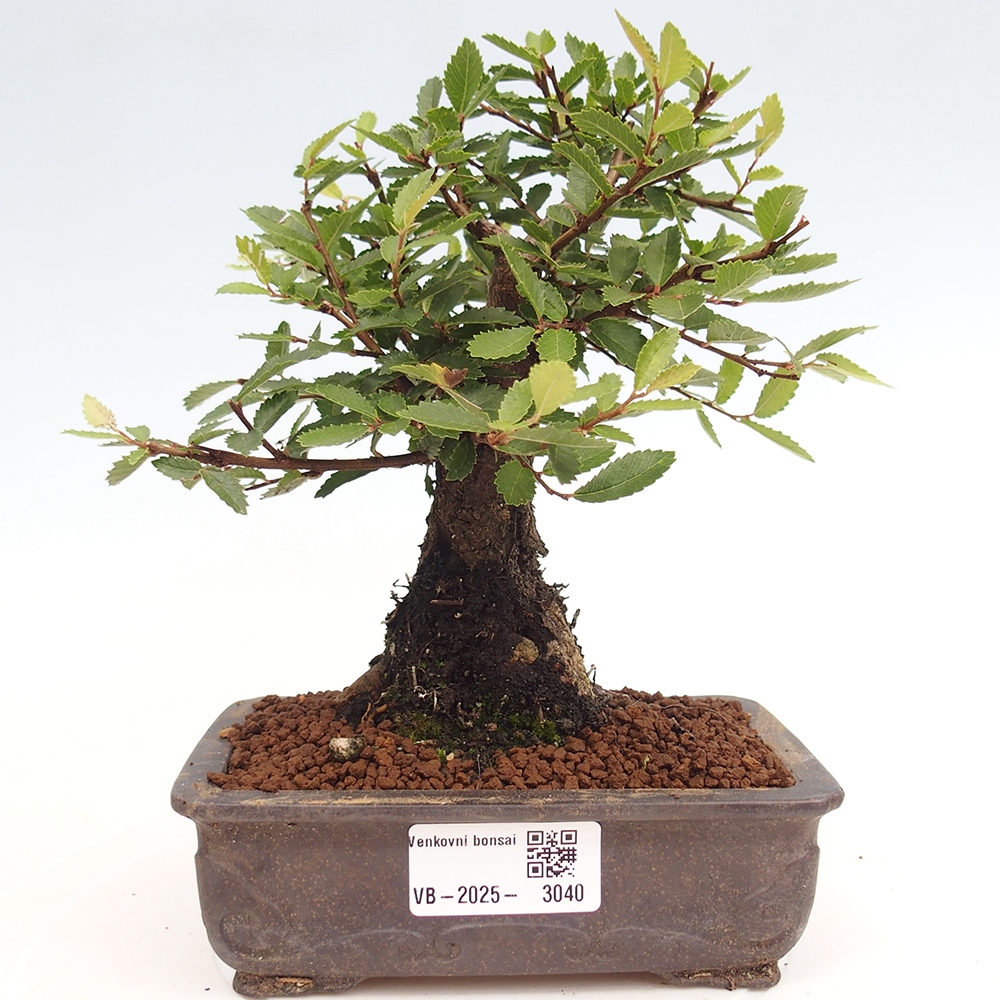 Bonsai voor buiten - Zelkova - Zelkova NIRE