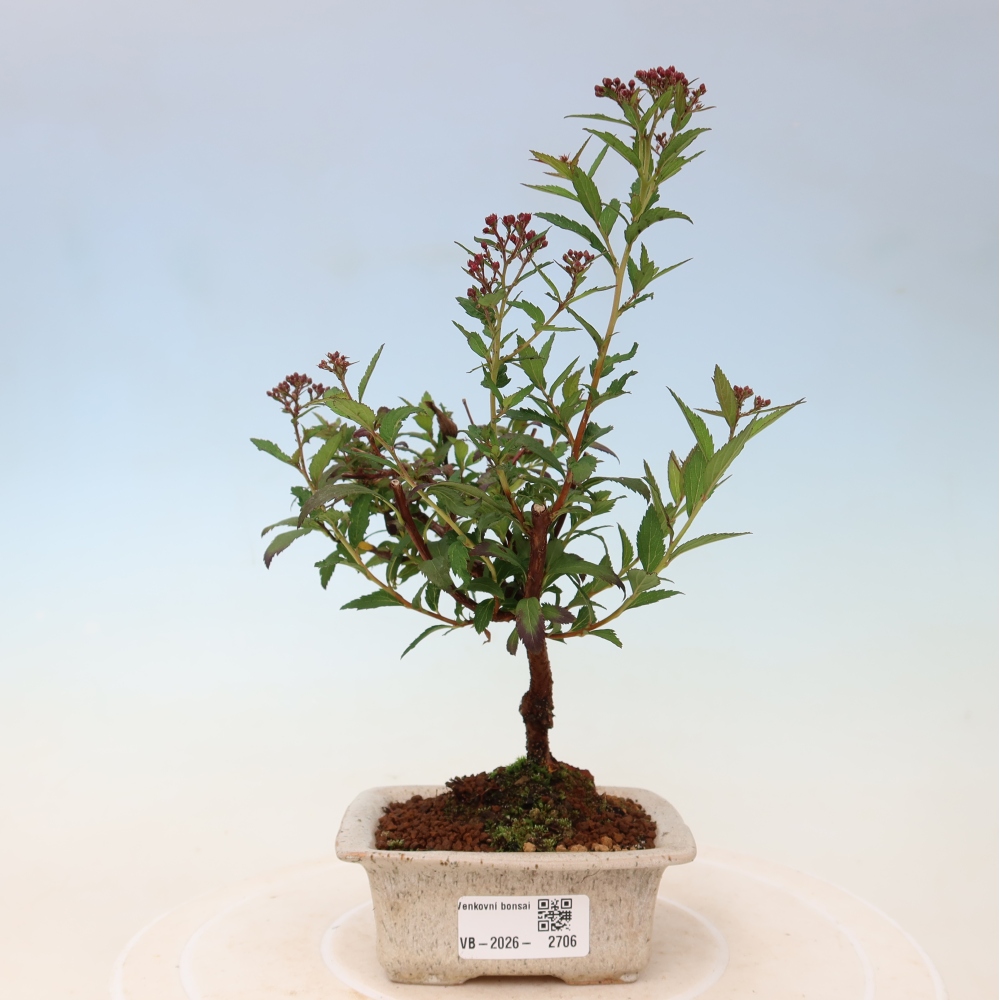 Bonsai voor buiten – Japanse spirea – Spirea japonica Anthony Waterer