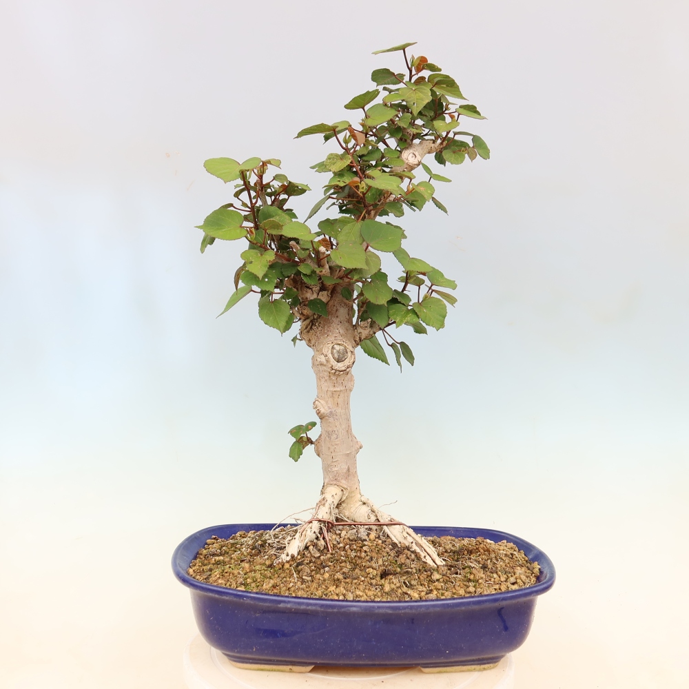 Bonsai voor binnen - Hibiscus tiliaceus - Zee Hibiscus