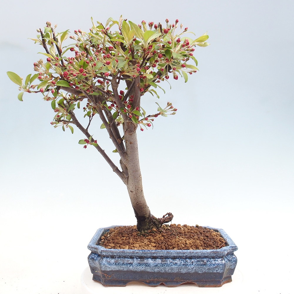 Bonsai voor buiten -Malus domestica - Roodbladige appelboom met kleine vruchten