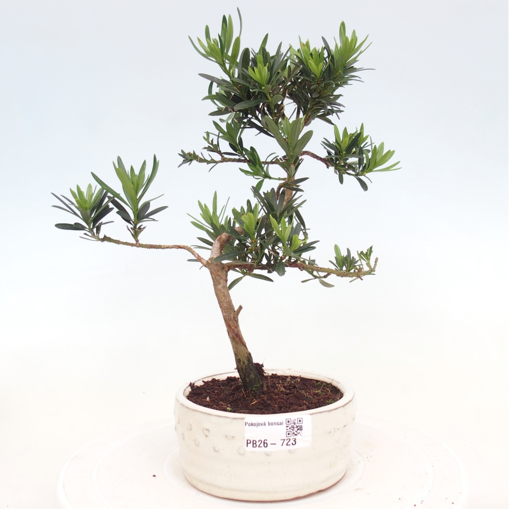 Kamerbonsai - Podocarpus - Taxus