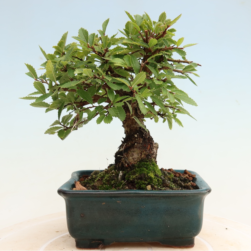 Bonsai voor buiten - Zelkova - Zelkova NIRE