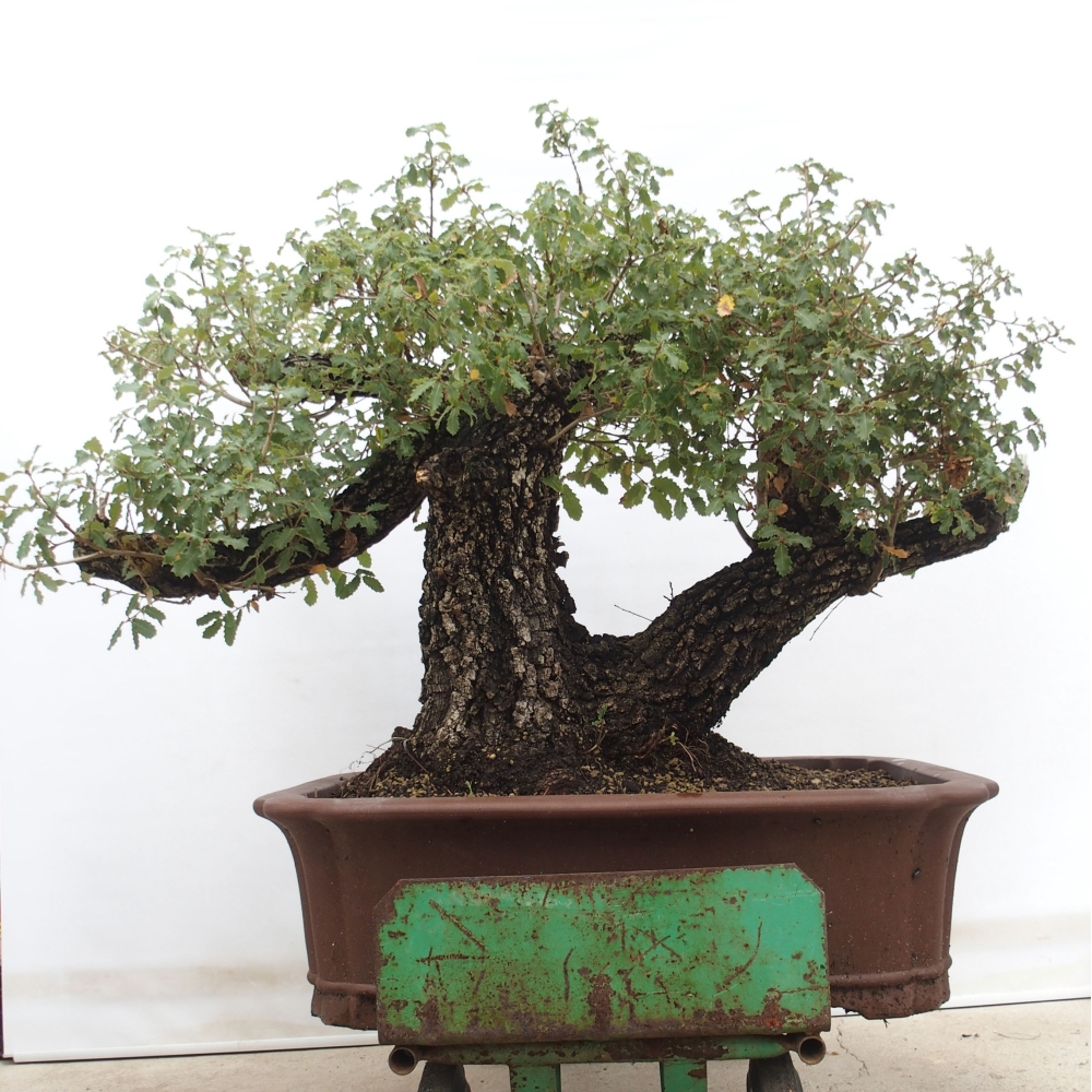Yamadori - Quercus Ilex -Oakhulst