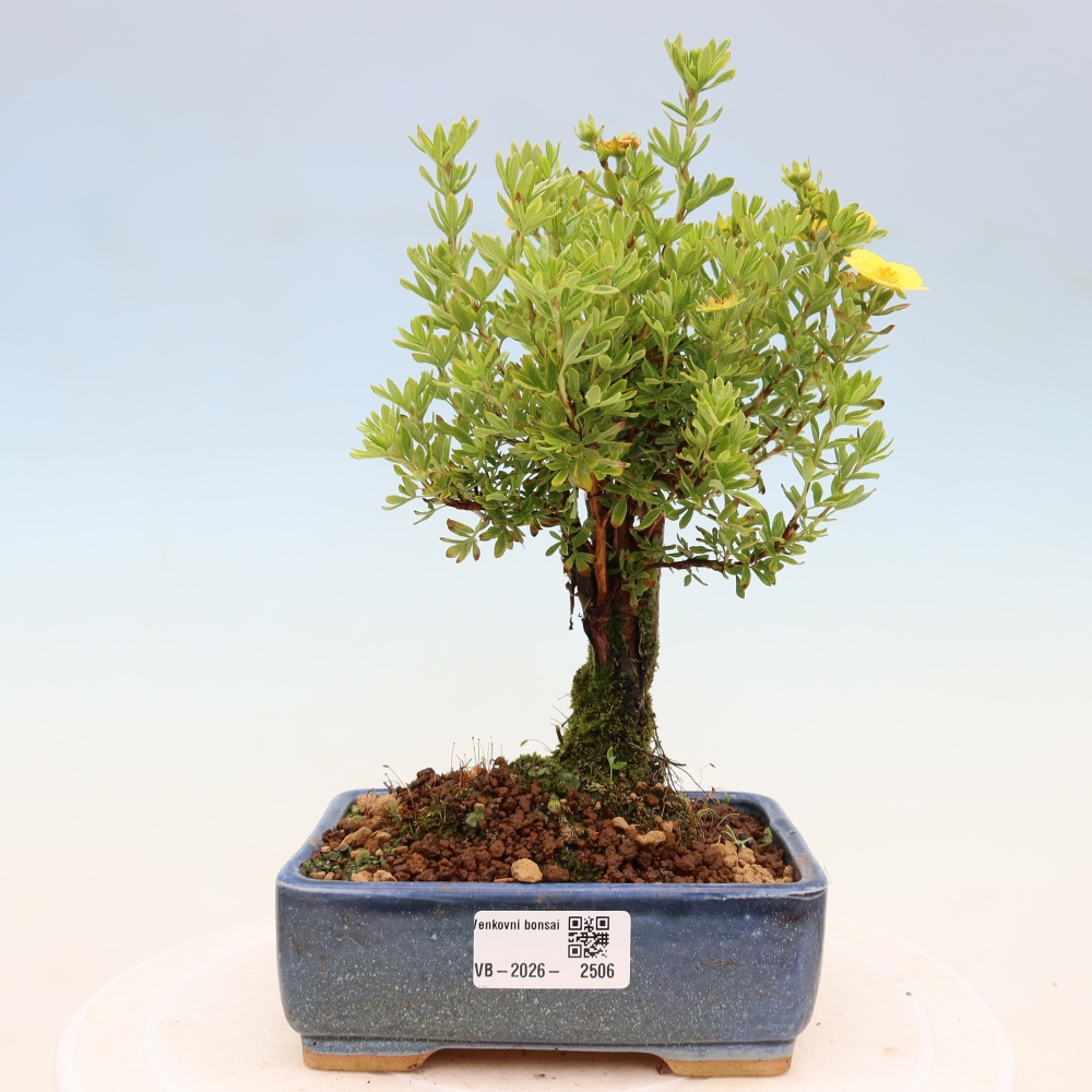 Bonsai voor buiten - Potentila fruticosa
