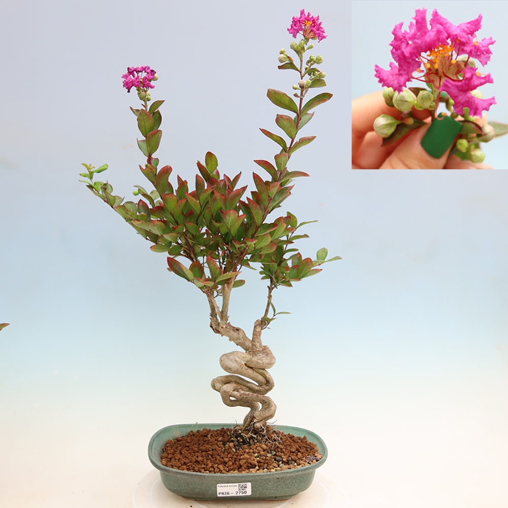 Kamerbonsai - Lagerstroemia indica - Indische seringenboom