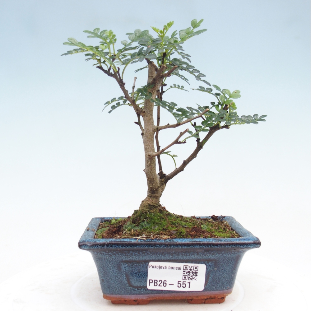 Kamerbonsai - Zantoxylum piperitum - peperboom
