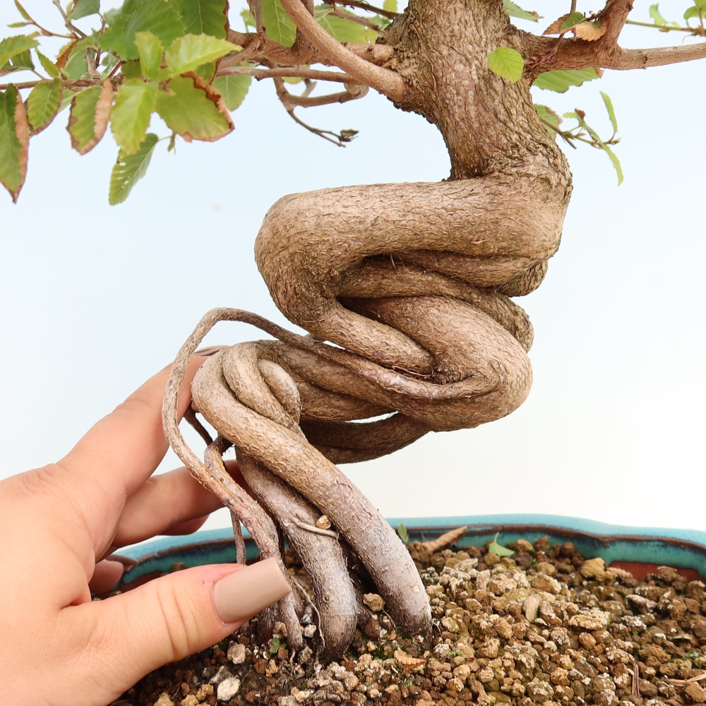 Bonsai voor buiten -Carpinus CARPINOIDES - Koreaanse haagbeuk