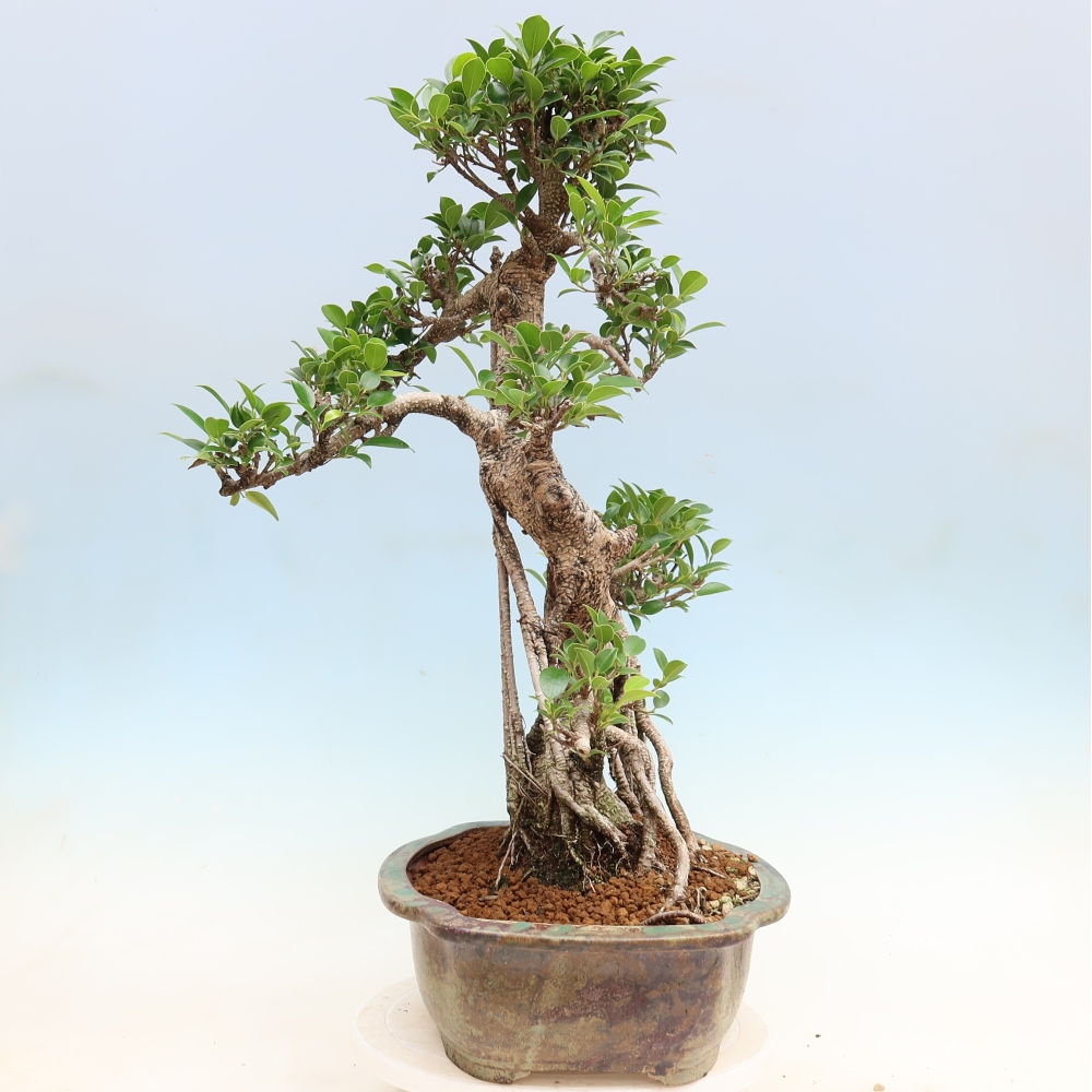 Kamerbonsai - Ficus kimmen - kleinbladige ficus