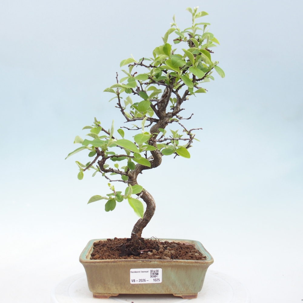 Bonsai voor buiten - Chaneomeles chinensis