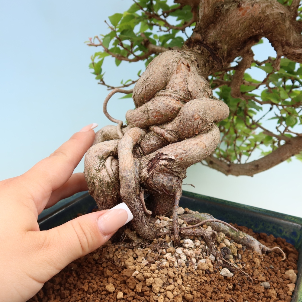 Bonsai voor buiten -Carpinus Coreana - Koreaanse haagbeuk