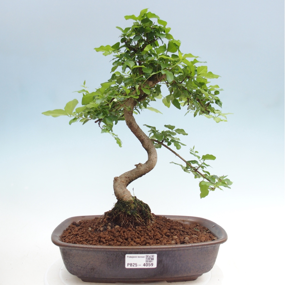 Kamerbonsai -Ligustrum chinensis - Vogelsnavel