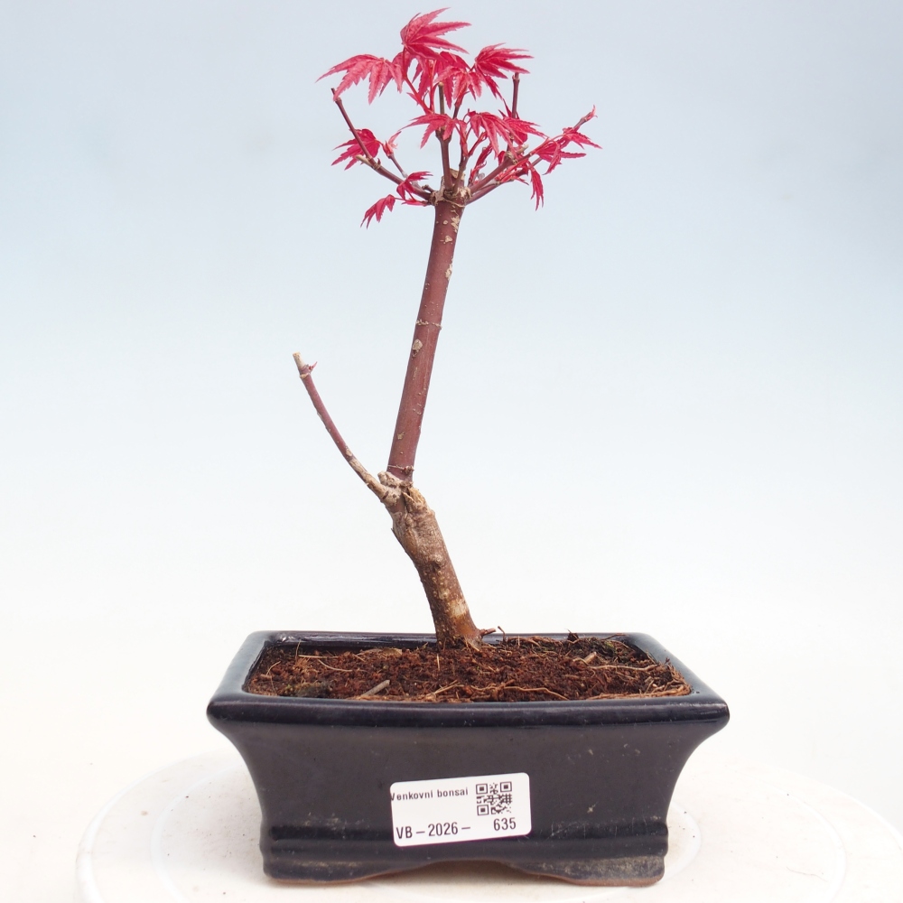 Bonsai voor buiten - Acer palmatum DESHOJO