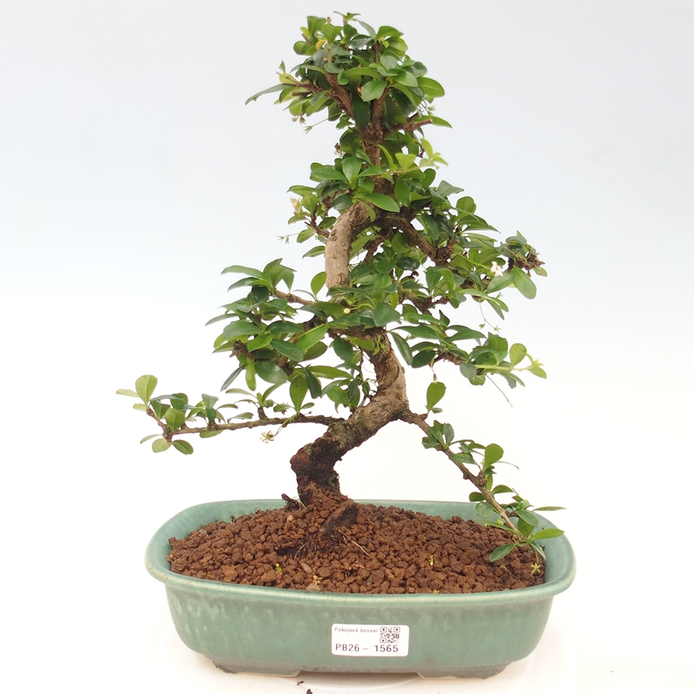Kamerbonsai - Carmona macrophylla - Thee fuki