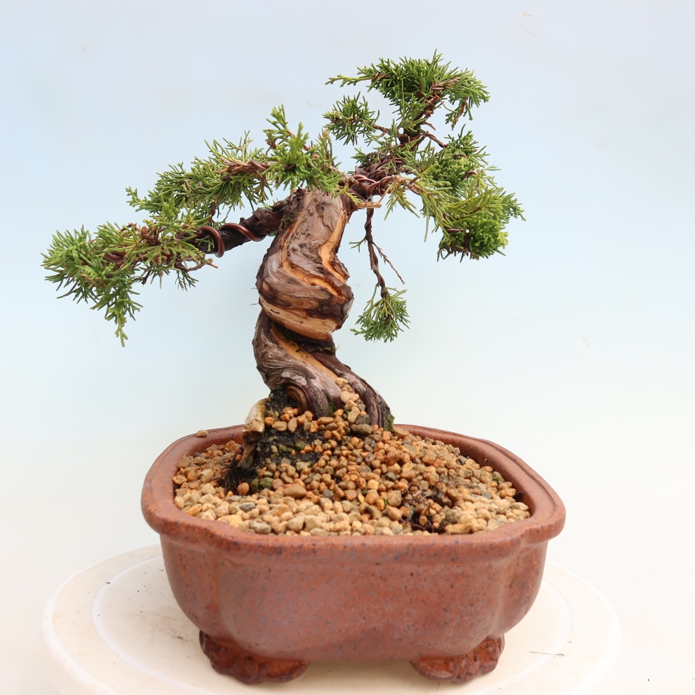 Bonsai voor buiten - Juniperus chinensis Itoigawa-Juniperus chinensis