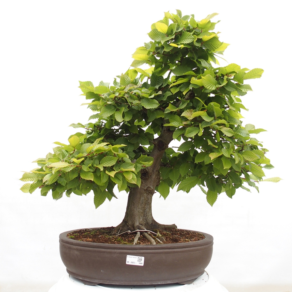Bonsai voor buiten - Haagbeuk - Carpinus betulus