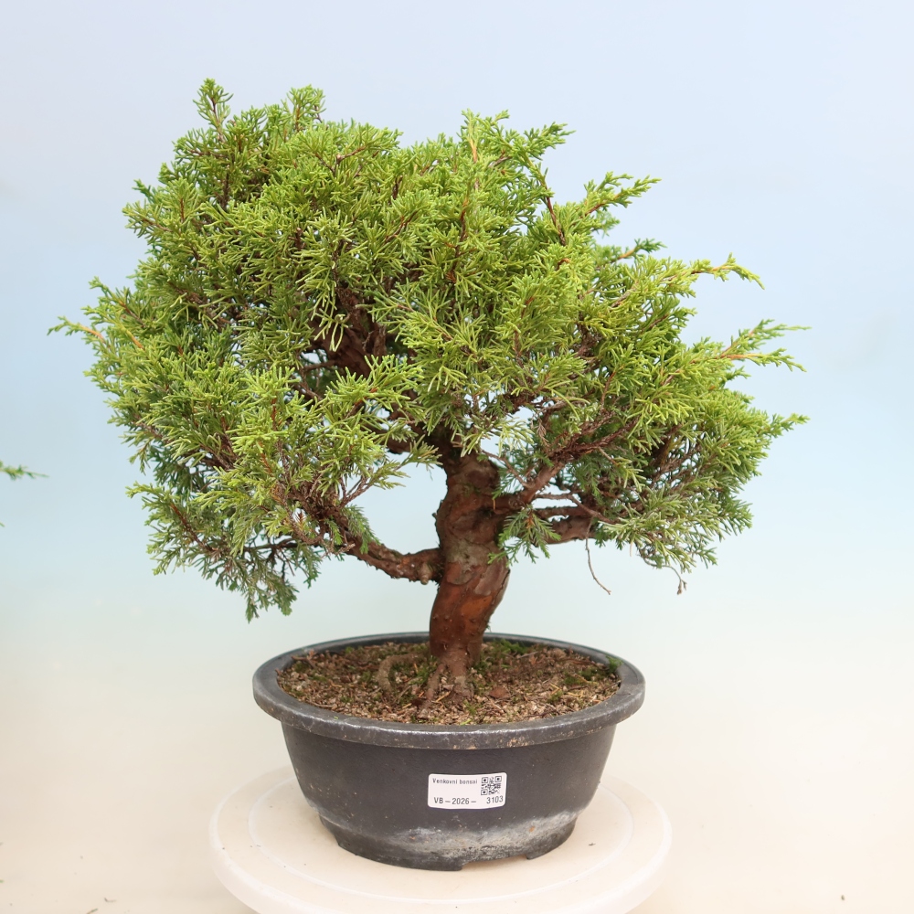 Bonsai voor buiten - Juniperus chinensis Itoigawa-Juniperus chinensis