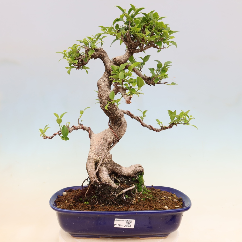 Kamerbonsai - Ficus kimmen - kleinbladige ficus