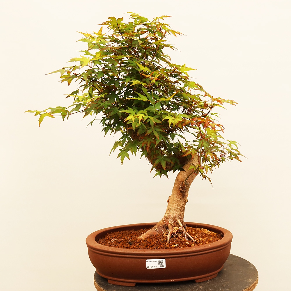 Bonsai voor buiten - Esdoorn palmatum - Palmen